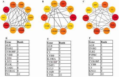Figure 7. Hub genes of different expression genes (A, D) Glomerular compartments DEGs, (B, E) Tubulointerstitial compartments DEGs, (C, F) Glomerular and tubulointerstitial compartments DEGs. The dark of yellow is positively associated with the degree values.