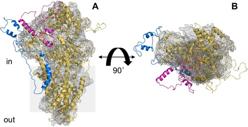 Figure 7. Alignment of the cryo-EM structure of Drs2p and a 3D structural model of PcATP2. The 3D structural model of PcATP2 (cartoon representation) was aligned with the cryo-EM structure of the autoinhibited conformation of Drs2p (PDB ID 6roh, mesh representation [Citation23]). Protein domains of PcATP2 in the cytoplasmic region between TMs 2 and 3 that are absent in Drs2p are depicted in blue. Protein domains of PcATP2 in the cytoplasmic region between TMs 4 and 5 that are absent in Drs2p are depicted in magenta. (A) Lateral perspective of the molecule. (B) Cytoplasmic view after 90° rotation of A through the x axis. The grey shadow square in A represents the putative position of the surrounding membrane.