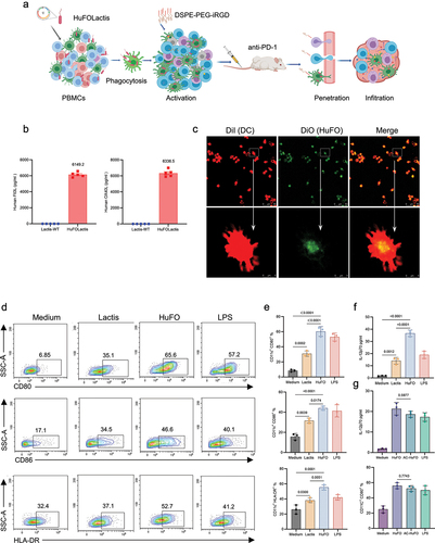 Figure 1. HuFOLactis was characterized and it was found to be effective in boosting the activation of DCs. (a) The schematic shows intravenous injection of PBMCs modified with iRGD and activated with HuFOLactis, along with a PD-1 mAb, for improved tumor immunotherapy. Created with MedPeer. (b) The quantification of the target protein in the bacterial lysates of HuFOLactis was carried out. Bacteria (109 CFU) were collected and then sonicated to isolate the pellets. The assessment of the target protein levels in the bacterial lysates of HuFOLactis was conducted through ELISA (n = 5 biologically independent samples). (c) Analysis of the colocalization of HuFOLactis (DiO; green) in PBMC-derived DCs (DiI; red) was conducted using confocal microscopy after a two-hour incubation period. We depicted a representative out of three independent experiments yielding similar results. (d) Representative flow plots illustrating the expression levels of CD80, CD86, and HLA-DR on CD11c+ DC cells following a 48-hour in vitro co-incubation with Lactis or HuFOLactis are presented. (e) Summary of data from D showing CD80+, CD86+, and HLA-DR+ cells among CD11c+ cells (mean ± s.e.m.; n = 3 cell cultures per group). (f) IL-12p70 concentrations in DCs supernatants (mean ± s.e.m.; n = 3 cell cultures per group). (g) The influence of inactivated HuFOLactis on IL-12p70 secretion and CD80 upregulation in dendritic cells (mean ± s.e.m.; n = 3 cell cultures per group). Data were analyzed by one-way ANOVA coupled with Tukey’s multiple-comparisons test. For experiments C-G, three independent experiments were performed using PBMCs from three donors, with three cell cultures per group in each experiment. The displayed result is representative of one of these three independent experiments.