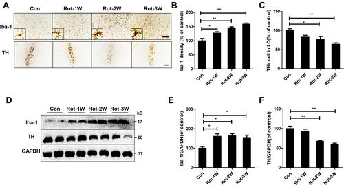 Figure 2 Rotenone time-dependently induces microglial activation and LC/NE neurodegeneration in mice. (A) Microglial cells and LC/NE neurons from mice at the indicated time points after rotenone treatment were immunostained with anti-Iba-1 and anti-TH antibodies, respectively, and representative images are shown. (B) Quantification of the density of Iba-1 immunostaining. (C) Quantification of the number of THir neurons. Results were mean ± SEM from four mice for each group and were analyzed by one-way ANOVA (Iba-1 density: F(3,12) = 21.464, P = 0.000; THir neurons counts: F(3,12) = 8.849, P = 0.002; post hoc analysis by Tukey’s multiple comparisons test). (D) The expression levels of Iba-1 and TH in the brainstem of mice were determined by Western blotting with specific antibodies, and representative blots are shown. (E and F) Quantification of the band densities of Iba-1 (E) and TH (F). Results were mean ± SEM from four mice for each group and were analyzed by one-way ANOVA (Iba-1: F(3,12) = 6.744, P = 0.006; TH: F(3,12) = 20.506, P = 0.000; post hoc analysis by Tukey’s multiple comparisons test). *P<0.05, **P<0.01; Scale bar = 100 μm.