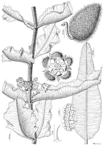 Figure 1. Line drawing of Xysmalobium undulatum aerial parts (prepared for this publication by Sandra Burrows).