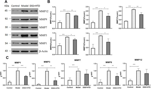 Figure 10 Effects of HTD on the expression of MMPs. (A) Western blot of MMP1, MMP3, MMP7, MMP9 and MMP12 in colon tissues. (B) Quantification of MMP1, MMP3, MMP7, MMP9 and MMP12. (C) Decreased protein expressions of MMP1, MMP3 MMP7, MMP9 and MMP12 in the colon obtained from mice treated with DSS. *P < 0.05, **P < 0.01 and ***P < 0.001 versus model group.