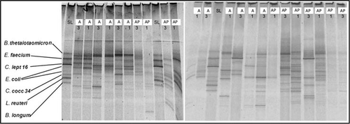 Figure 2. PCR-DGGE fingerprinting of 16S rRNA coding regions amplified with primer pair 341GC-518.(A: antibiotic treatment; AP: antibiotic treatment and intake of a probiotic drink containing Lactobacillus casei Shirota; P: intake of a probiotic drink containing L. casei Shirota; C: control group; 1: day 0, 3: day 5, SL: standard line).