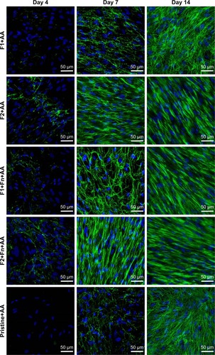 Figure 5 Immunofluorescence staining of extracellular collagen I fibers (green) produced by human dermal fibroblasts on polylactic acid membranes with two different types of fibrin nanocoatings on days 7, 10, and 14 after seeding. The membrane with fibrin covering individual fibers (F1), with fibrin covering individual fibers and forming a mesh on the membrane surface (F2), and Fn adsorbed on fibrin (+Fn). A noncoated membrane (pristine) was used as a control sample. The cells were cultivated in the standard cell culture medium with AA. Cell nuclei stained with Hoechst #33342 (blue). Leica TCS SPE DM2500 confocal microscope, magnification 40×/1.15 numerical aperture oil.Abbreviations: AA, 2-phospho-L-ascorbic acid trisodium salt; Fn, fibronectin.