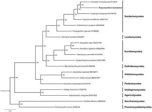 Figure 1. Phylogenetic relationships among 19 Ascomycota fungi inferred based on the concatenated amino acid sequences of 14 mitochondrial protein-coding genes (atp6, atp8, atp9, cox1, cox2, cox3, cob, nad1, nad2, nad3, nad4, nad4L, nad5 and nad6). The tree was generated using MrBayes. Values along branches represent statistical support based on 1000 randomizations.
