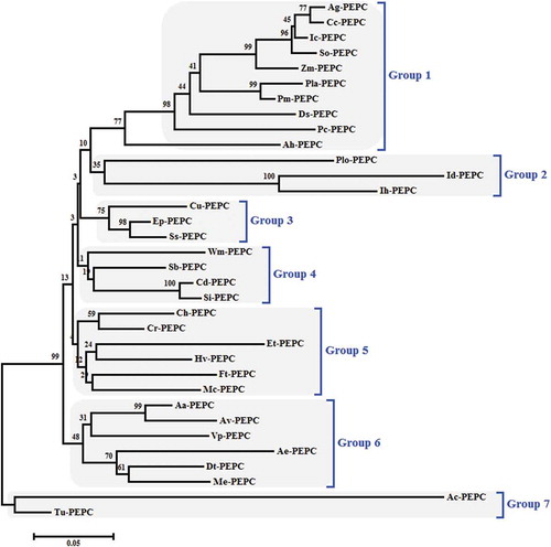 Figure 9. Phylogenetic tree of PEPC proteins from 34 different species in C4 and CAM plants, using the ClustalW method (MEGA 6.06). The neighbor-joining (NJ) method was used to construct the tree. The percentage of 1000 bootstrap replicates was given at each node. Based on the phylogenetic tree result, 34 protein sequences of PEPC were defined, approximating seven major groups.