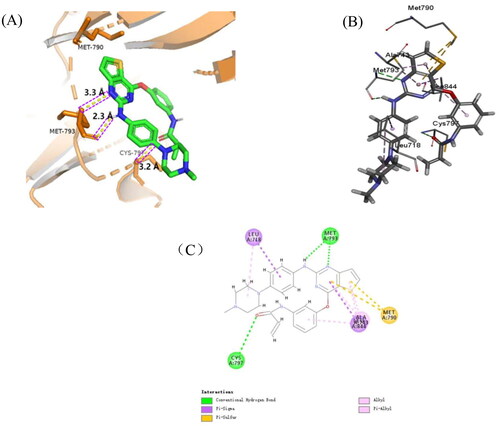 Figure 2. The binding models of Omutinib with EGFRT790M (PDB code: 3IKA). (A) (B) Docking of compound Omutinib with 3IKA; (C) 2D diagram of the interaction between Omutinib and 3IKA.