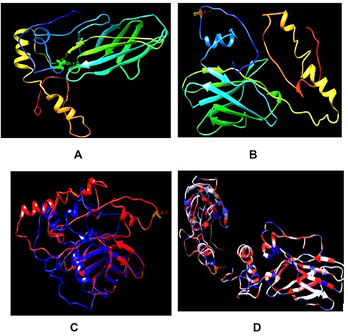 Figure 5 Comparison of wild type CTLA-4 protein structure with its mutant forms. (A) 3D model of wild type CTLA-4 protein. (B) 3D model of mutant type CTLA-4 protein. (C) Superimposed structures of wild type CTLA-4 protein and its mutant having mutation from threonine (blue) to alanine at position 17 (red). (D) Superimposed structures of wild type CTLA-4 protein and its mutant having mutation from threonine to alanine at position 17 based on hydrophobicity, more hydrophilic (blue) more hydrophobic (red).