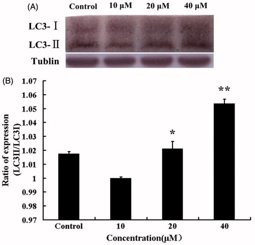Figure 6. (A) Western blotting was performed with A549 cells after treatment with HBC (0–40 μM) for 24 h. Tubulin was used as internal control. (B) The ratio of LC3-II to tubulin was calculated to present the autophagic level (n = 3 and *p ≤ 0.05, **p ≤ 0.01).
