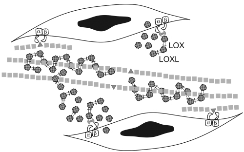 Figure 4 Elastic fiber assembly. Fiber assembly begins on the surface of elastogenic cells where interactions with integrins are important for microassembly of tropoelastin and fibrillin. The enzymes, lysyl oxidase (LOX) and lysyl oxidase-like 1 (LOXL) begin to catalyze the oxidative deamination of lysine and hydrolysine residues on the tropoelastin globules (Display full size) that accumulate on the cell surface and continue the cross-linking process as the globules assemble on the microfibrillar scaffold (Display full size) in the extracellular space.