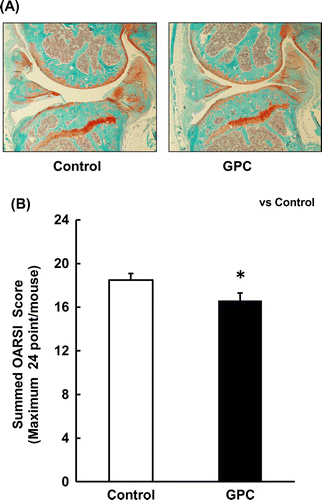 Figure 3. Effect of OA administration in SAMP8 mice. (A) Representative images of the knee joints of the control and GPC groups are shown. (B) The summed OARSI score of the GPC group was significantly lower than that of the control group. (n = 8 each group).