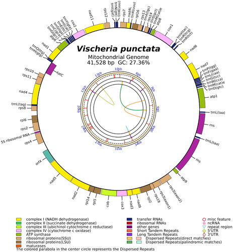 Figure 2. The circular map of the V. punctata mitochondrial genome. Genes belonging to different functional groups are color coded. Differences in colors lumps represent different gene types.