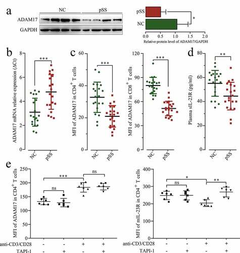 Figure 5. MIL-23 R serves as a substrate for ADAM17. (a) ADAM17 protein expression in pSS patient-derived and NC-derived PBMCs by WB. (b) ADAM17 mRNA expression in PBMCs by RT-qPCR. (c) MFI of ADAM17 in CD4+ and CD8+ T cells by flow cytometry. (d) sIL-23 R level in pSS patients and NCs plasma by ELISA. (e) In vitro culture of CD3 + T cells isolated from pSS patient-derived PBMCs with and without anti-CD3/CD28 stimulation in the presence or absence of TAPI-1, and MFI of ADAM17 and mIL-23 R in CD4+ T cells by flow cytometry. ns: not significant, * p ≤ 0.05, ** p ≤ 0.05, *** p ≤ 0.001 by ANOVA or Student’s t-test