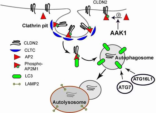 Figure 11. Schematic model of autophagy-induced CLDN2/Claudin-2 degradation. Autophagy and AAK1 (AP2 associated kinase 1) activates AP2/Adaptor protein-2 via phosphorylation of AP2M1 (adaptor related protein complex 2 subunit mu 1). Activated AP2M1 binds to YXXΦ (AP2M1 binding site) region of CLDN2 and facilitate its CLTC/clathrin-mediated endocytosis. AP2 also contains LC3 interacting region and acts as a bridge in connecting endocytosed CLDN2 to LC3. ATG7 dependent LC3 lipidation is required for internalization of CLDN2 into autophagosomes. The CLDN2-containing autophagosome fuses with lysosome, resulting in degradation of CLDN2.