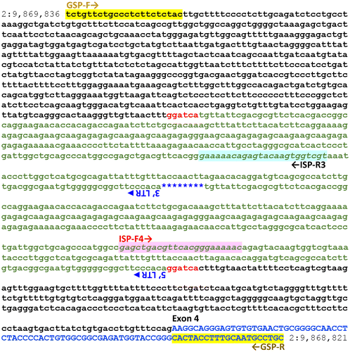 Figure 3. Nucleotide sequence at the site of IAP integration in Intron 3–4 of the mutant Gata3jal allele. Sequences in lower case are located within Gata3, Intron 3–4 (beginning with nucleotide number 2:9869836); nucleotides from Exon 4 are shown in blue, upper case letters (ending with nucleotide number 2:9868821). Sequences that correspond to the primers described in the text and in Figure 2 as GSP-F and GSP-R are highlighted in yellow. The six-nucleotide direct repeat created in mouse genomic DNA by IAP element insertion (the target site duplication, TSD) is shown in red (and corresponds to nucleotides 2:9869167–9869162). The IAP element’s 5’ and 3’ LTRs, in antisense orientation, are shown in green; IAP sequences located between the LTRs are abbreviated by blue stars. Sequences that correspond to IAP-specific primers described in the text and in Figure 2 as ISP-R3 and ISP-F4 are highlighted in blue and pink, respectively. Base-pair positions on mouse Chromosome 2 are from NCBI Build 37.2 (Ensembl Mouse Genome Server, Citation2016; Mouse Genome Database, Citation2016).