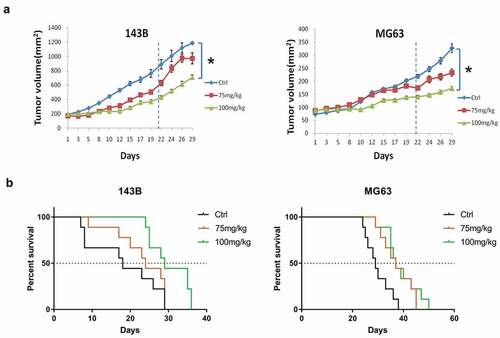 Figure 2. DMAMCL suppresses OS tumor growth and increases tumor-bearing mice survival in vivo. Xenograft mice models were established by injecting 4 × 106 of OS cells (143B, MG63) into the right flank of 4–5-wk-old female nude mice. Mice bearing xenograft tumors were treated with DMAMCL (75 or 100 mg/kg/day) for 3 wk. (a) The tumor volume was measured three times a week for 4 wk, and calculated as L*W2/2 (L = length, millimeter; W = width, millimeter). At d 29, comparison of tumor volumes between control group and treatment group was shown. Means, SE, *, P < 0.05, DMAMCL-treated group vs control group. 143B (n = 9), and MG63 (n = 9). (b) Survival curve of the mice bearing xenograft OS tumors was plotted by Kaplan–Meier analysis