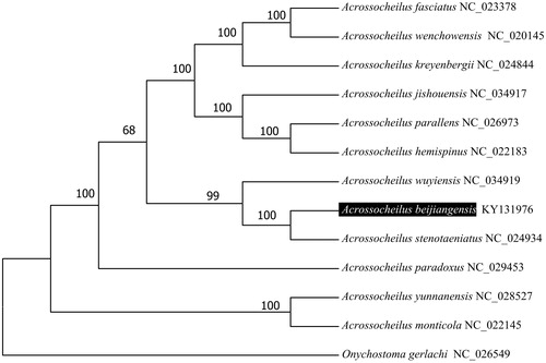 Figure 1. Molecular phylogeny of Acrossocheilus beijiangensis and related species based on complete mitogenome. The complete mitogenomes is downloaded from GenBank and the phylogenic tree is constructed by maximum-likelihood method with 500 bootstrap replicates. The gene's accession number for tree construction is listed behind the species name.