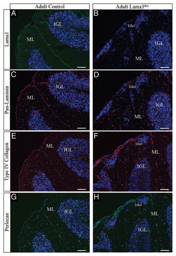Figure 4 Basement membrane alteration in adult Lama1cko animals. Coronal sections of adult control (A, C, E and G) and Lama1cko (B, D, F and H) cerebella stained with laminin α1 antibody (A and B), panlaminin antibody (C and D), Type IV collagen (E and F) and Perlecan (G and H). Scale bar: 100 µm. ML, Molecular Layer; IGL, Internal Granular Layer.