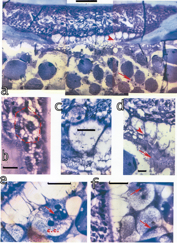 Figure 9. a, The tissue at the interior of the morphogenetic furrow in a section across the midband. From this proliferation tissue little tree‐like extensions (arrowhead) grow towards the interior of the eye. Bar: 100 µm. b, The tissue is organised in hexagonal patterns, typical for the stomatopod eye. Each group produces the veils surrounding the cones. Bar: 10 µm. c, Formation of networks generating the veils around the cones. bar: 20 µm. d, The extensions originating in each of the groups in b contact a network generating myofibril‐containing veils. Myofibrils are already present (arrow). Arrowhead: generation of a corneagenous cell in the network at the contact region with the tissue. Bar: 20 µm. e–f, Extensions from the tissue which have already formed two corneagenous cells, c.c., for each new ommatidium. The corneagenous cells form the crystalline cones (arrows), besides the new cornea. Bars: 50 µm.