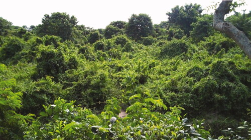 Figure 1 Mikania cloaking the Lower Doigurung Reserve Forest. Photo by author.
