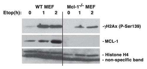 Figure 2 Mcl-1-/- MEFs display reduced H2AX phosphorylation in response to a low dose of etoposide. WT and Mcl-1-/- MEFs were either left untreated (0) or treated with 1.5 µM etoposide (Etop) for 1 or 2 h. Total nuclear extracts were prepared. The blot was probed with anti-γH2AX, anti-MCL-1 or anti-Histone 4 as a loading control. Samples were run on the same gel, with intervening lanes deleted, as indicated by vertical bar.