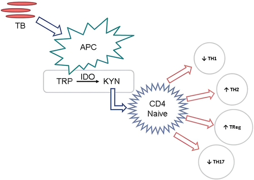 Figure 1 APC is an IDO-expressing cell, APC that is activated by M. tuberculosis infection causes increased IDO activity which will result in tryptophan depletion and upregulation of kynurenine as its metabolite, kynurenine formed will affect naive CD4 cells in response to the immune system.