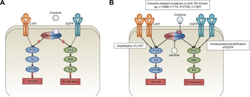 Figure 1 EML4–ALK pathways and the mechanism of resistance to crizotinib.