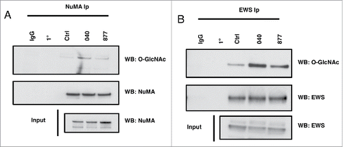 Figure 8. NuMA and EWS O-GlcNAcylation increases in OGA knockdown cells. (A-B) NuMA and EWS was precipitated from prophase extracts using specific antibodies to NuMA or EWS. Blots were then probed for O-GlcNAc using the RL-2 O-GlcNAc antibody. Both NuMA and EWS O-GlcNAcylation were increased in 040 and 877 OGA knockdown cells. All experiments were performed with at least 3 biological replicates.