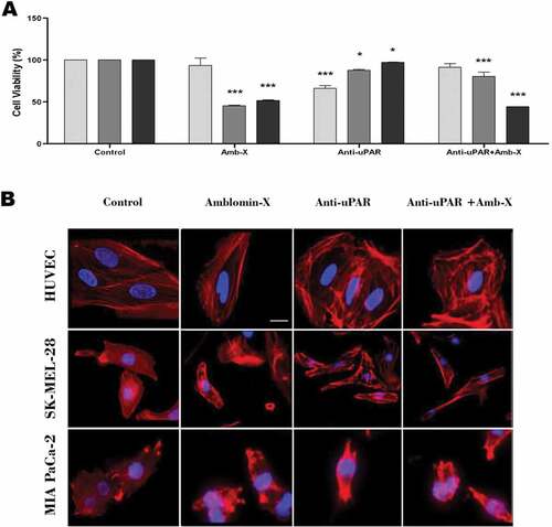 Figure 3. Interference of uPAR blockade in Amblyomin-X activity. All cell types were treated with anti-uPAR 1:50 (30 min), followed by treatment with 20 μM Amblyomin-X. (A) Cell viability measured by MTT (48 h of treatment). (B) Representative image of F-actin cytoskeleton of HUVEC, SK-MEL-28 and MIA PaCa-2 (24 h of treatment). Red represents F-actin stained with phalloidin and blue represents the nucleus stained with DAPI. Bar 20 μm. Values are mean± SD of three independent experiments. *p ≤ 0,05; **p ≤ 0,01 e *** p ≤ 0,001. Significance was compared among treated and control (untreated cells) or between the couple of treatments (not shown).