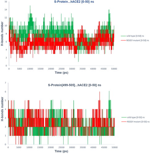 Figure 5. Hydrogen bonds dynamics in N501 and N501Y hetero dimers (Gromacs gmx hbond program).Note: red, number of intermolecular hydrogen bonds in N501Y complex during [0–50] ns MD simulation; green, number of intermolecular hydrogen bonds in N501 complex during [0–50] ns MD simulation.