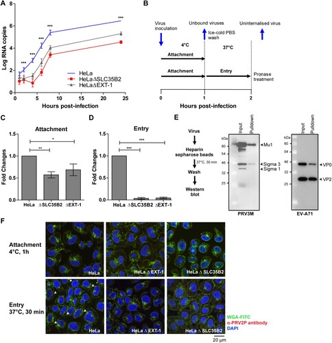 Figure 8. Replication kinetics and mechanistic studies of PRV3M attachment and entry. (A) Replication kinetics of PRV3M in HeLa, HeLaΔEXT-1 and HeLaΔSLC35B2 cells. Viral RNA copies at 1, 2, 4, 6, 8, 24 hpi were quantified by real-time PCR. (B) Illustration of experimental procedure to characterize virus attachment and entry. Ice-cold PRV3M inoculum was added on to pre-chilled HeLa, HeLaΔEXT-1 and HeLaΔSLC35B2 cells and incubated on ice for 1 h. At 1 hpi, cells were washed three times with ice-cold DPBS to remove unbound viruses. Infected cells were either harvested for total RNA extraction or incubated at 37°C incubation for 1 h to promote virus entry. Cells were then incubated with pronase at a final concentration of 1 mg/ml for 10 min at 37°C. This step removes membrane-bound, but uninternalized virus particles. Pronase-treated cells were subjected to extensive washes prior to total RNA extraction. (C) Effect of EXT-1 and SLC35B2 knockout on PRV3M attachment. (D) Attachment of PRV3M and EV-A71 virion to heparin sepharose beads followed by Western blot analysis. (E) Internalization analysis of PRV3M in EXT-1 and SLC35B2 knockout cells. Fold changes of viral gRNA were determined using 2−ΔΔCT method after normalization with a housekeeping gene, SNRPD3. (F) Confocal analysis of PRV3M attachment and entry. Cell membrane (green) was immunostained with FITC-WGA, PRV3M (red) was immunostained with antiserum derived from rabbit hyperimmunized with PRV2P and nuclei (blue) were stained with DAPI. Arrow indicates internalized viral particles. The images were acquired using Nikon N-STORM confocal microscope at 60× magnification. All experiments were repeated for at least two biological replicates. Asterisks indicate statistically significant differences (*P < 0.05; **P < 0.01; ***P < 0.001). Error represent means ± standard error.