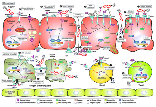 Figure 1. Model of Helicobacter pylori-mediated contact with host protein receptors on epithelial and immune cells to trigger bacterial binding and/or downstream signal transduction events. The interplay between gastric epithelial and various types of immune cells with bacterial pathogenicity factors modulates multiple host responses during the course of infection as indicated. (A) H. pylori expresses several adhesins, some of which can bind to a host protein receptor. One example is the AlpA and AlpB adhesins binding to the matrix protein laminin. Attached H. pylori or those swimming in the mucus can secrete virulence factors into the medium including VacA and urease. VacA is a pore-forming toxin and can bind to various host surface receptors such as the RPTP tyrosine phosphatases. Internalization of VacA into cells leads to the formation of large vacuoles and gastric damage, a hallmark of the ulceration process. VacA can also trigger p38 MAP kinase activation, nuclear responses and mitochondria-associated apoptosis. (B) The H. pylori urease complex has an important function in buffering the acidic pH in the human stomach. However, urease B can also bind directly to the CD74 [MHC-II (class II major histocompatibility complex)-associated invariant chain] receptor on host cells, possibly activating the pro-inflammatory transcription factor NFκB and IL-8 release. Another receptor, CD46, acts as a bactericidal factor as it can bind to the urease A subunit and inhibits H. pylori urease activity. (C) After adherence, H. pylori can translocate effector molecules, such as CagA and peptidoglycan, into the host cell using a type IV secretion system (T4SS)-dependent process. Peptidoglycan binds to the intracellular receptor NOD1, activating transcription factors NFκB or IRF7 to stimulate the secretion of IL-8 or interferon-γ (IFNγ), respectively. (D) Injection of CagA requires various indicated T4SS pilus components and a host protein receptor, integrin β1. Since integrins are normally basolateral receptors, it is not yet clear if injection of CagA appears at apical or basolateral surfaces. However, injected CagA can interact with a number of host cell signaling molecules to trigger several signaling cascades as shown. For example, CagA can bind to PAR-1 and E-cadherin, possibly affecting cell polarity. CagA also contributes to sustained NFκB activity, inhibition of gastric acid production and cell elongation by targeting the actin-binding protein cortactin. (E) The H. pylori T4SS can also activate a number of receptor tyrosine kinases (RTKs) including EGFR, ErbB2, ErbB3 and c-Met which play various roles as indicated. Some yet undefined inhibitory activities on EGFR activation and wound healing have been attributed to VacA. (F) H. pylori targets the glycoprotein receptor GP130 using CagA (phosphorylated by Src and Abl kinases) to activate signal transducer and activation of transcription (STAT) signaling. (G) A novel CagL→integrin αvβ5 signaling complex was characterized to trigger gastrin expression. CagL can also bind to another integrin member, αvβ3, but the resulting downstream signaling is not yet clear. (H) Targeting of tight junctions and E-cadherin-based adherens junctions by the serine protease HtrA and CagA contribute to the disruption of the epithelial barrier. These events may cause leakage of nutrients into the gastric lumen and the ability of H. pylori to cross the epithelial layer by a paracellular pathway. H. pylori and bacterial antigens reach the lamina propria. For example, VacA can bind here to fibronectin in the extracellular matrix. (I) VacA also exhibits suppressive effects on immune cell function in vitro. VacA can interact with the integrin member β2 (CD18) on T-cells, which inhibits the transcription factor NFAT and IL-2 secretion, resulting in a blockade of T-cell activation and proliferation. Interestingly, it seems that CagA has some counteracting activities by activating NFAT via Ca2+-dependent calcineurin (Cn) signaling. (J) Urease B and VacA can also inhibit antigen presentation in B cells, possibly by interfering with antigen loading. (K) VacA was also reported to prevent phagosome-lysosome fusion in macrophages by recruiting the coat protein TACO (coronin 1) and can block integrin-linked kinase (ILK) to prevent the production of reactive oxygen species (ROS), thus supporting bacterial survival. (L) In addition, infection with H. pylori is accompanied by the formation of large homotypic aggregates of macrophages in a T4SS-dependent manner. This occurs through upregulation and recruitment of the intracellular adhesion molecule ICAM-1 to the cell surface, which then mediates aggregation via its ligand LFA-1, a signaling pathway that may regulate cell-cell interactions, inflammatory responses or inhibits bacterial uptake. (M) There are also various reports showing that H. pylori lipopolysaccharide (LPS) can activate the toll-like receptors TLR2 and/or TLR4 to stimulate NFκB and innate immune responses. (N) Recent data suggest that the H. pylori T4SS can also induce the host inflammasome in mice, which is regulating important innate immune functions. This requires the cooperative interaction among host innate immune receptors TLR2, NOD2, and NLRP3 as important regulators of caspase-1 and IL-1β activation in dendritic cells as indicated. For more details and references, see text and Table 1.