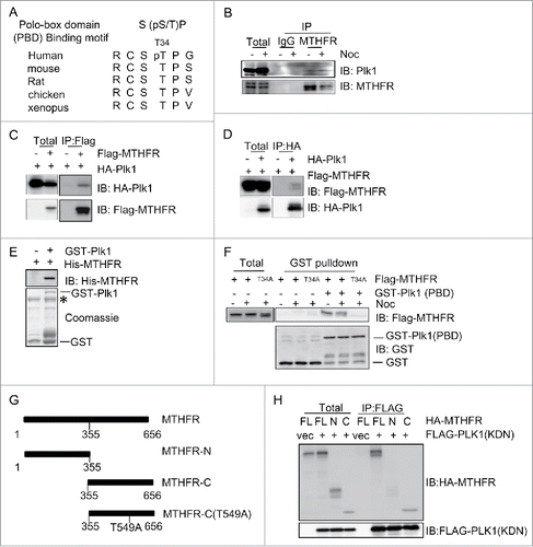 Figure 1. MTHFR interacts with PLK1. (A) A comparison of PLK1 polo-box domain (PBD) binding motif and various MTHFR homologues at T34. (B) MTHFR and PLK1 coIP. HeLa cells were synchronized in mitosis by thymidine-nocodazole block, then subject to IP by indicated antibodies. IgG immunoprecipitates were used as a negative control. (C-D) Epitope-tagged MTHFR and PLK1 were transfected into HeLa cells and subject to IP experiments with the antibodies indicated. (E-F) GST pull-down assays. Binding of GST-PLK1-FL with recombinant MTHFR was tested (E). The asterisk indicates a non-specific band. Binding between GST-PLK1-PBD and overexpressed MTHFR WT or T34A was examined in (F). (G) Domain structures of MTHFR. The boundaries of MTHFR-N or C fragments and mutations used in this study are indicated. (H) PLK1-kinase domain (KDN) was transfected into HeLa cells, together with MTHFR-FL, N or C constructs. Then coIP experiments were performed using antibodies indicated.