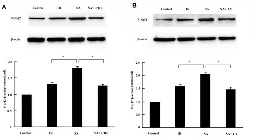 Figure 7 Sappanone A (SA) regulated the phosphorylation of Nfr2. SA (20 mg/kg) was intraperitoneally administrated into rats 1 h prior to heart isolation, and then the rat hearts were isolated and underwent 30-min ischemia, followed by 120-min reperfusion. (A) Chelerythrine (CHE), a PKC inhibitor, was intraperitoneally administrated into rats at the dose of 1 mg/kg, 15 min prior to SA administration. (B) LY294002 (LY), a PI3K inhibitor was intraperitoneally administrated into rats at the dose of 0.3 mg/kg, 15 min prior to SA administration. The phosphorylation of Nfr2 (P-Nfr2) was detected by Western blotting. Data are expressed as the mean ± standard deviation, n=3. *P<0.05.