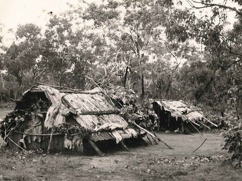 Fig. 5. Example of a stringybark hut (see also fig. 4). These huts are believed to have belonged to Djimongurr and Nayombolmi, photograph at Manlarrh from the late 1950s from Judy Optiz Collection, now in Kakadu National Park, Parks Australia’s Archive at Bowali, Jabiru, published with their kind permission.