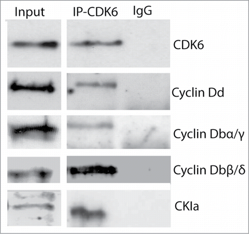 Figure 4. Cyclin Db splice variants interact with CDK6 and CKIa. Anti-CDK6 antibody co-immunoprecipitated Cyclin Dd, Cyclin Db splice variants and CKIa from whole cell lysates of Oikopleura dioica cultured at standard densities.