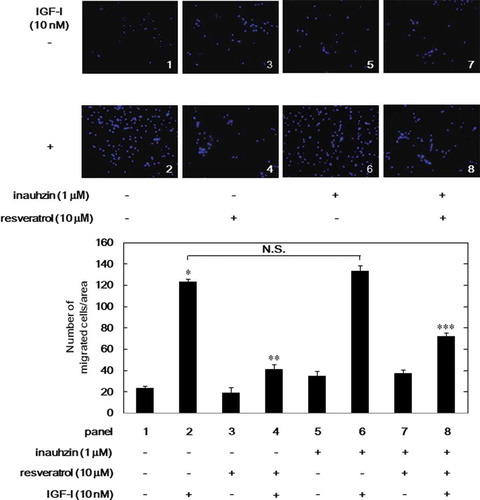 Figure 5. Effect of inauhzin on the suppression by resveratrol of IGF-I-induced phosphorylation of p44/p42 MAP kinase in MC3T3-E1 cells