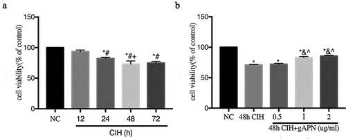Figure 1. Effects of various CIH time periods and varying gAPN concentrations on H9C2 cardiomyocytes viability using CCK-8 analysis. (a) H9C2 cardiomyocytes viability under different CIH time periods. (b) H9C2 cardiomyocytes viability under different concentrations of gAPN. Data represent mean ± SD. n = 3. *P< 0.05, vs NC group. #P< 0.05, vs. 12 h CIH group; +P< 0.05, vs. 24 h CIH group; &P< 0.05, vs. 48 h CIH group; ^P< 0.05, vs. 48 h CIH + 0.5 µg/ml gAPN group