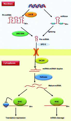 Figure 1. Biogenesis and action mechanism of miRNAs. Metazoan miRNAs are transcribed into pri-miRNA by RNA polymerase II. In the nucleus, precursor-miRNA can be produced either by processing of pri-miRNAs via the DROSHA complex or by the miRtron pathway without RNase. Pre-miRNAs are translocated into the cytoplasm by XPO5, where another RNase, DICER1, cleaves pre-miRNAs to generate a miRNA:miRNA* duplex. Single strands of mature miRNA enter into the miRISC complex to recognize target genes. miRNAs can silence a target gene via either repressing protein translation or enhancing mRNA degradation.
