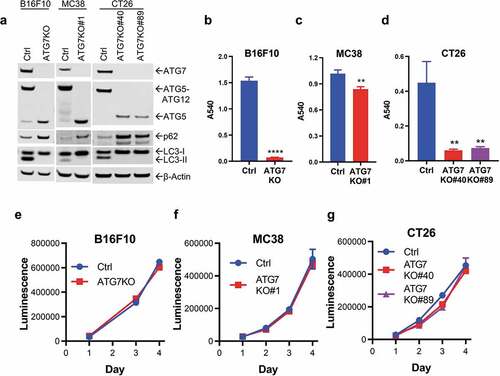 Figure 1. Loss of ATG7 blocks autophagy and sensitizes cells to nutrient deprivation.