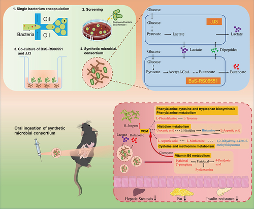 Figure 8. The summary of the possibilities to explain the more beneficial effect of synthetic microbial consortium on ob/ob mice compare to the individual strains of BsS-RS06551 and JJ3. Red and blue represent up- and down-regulated metabolites, respectively.