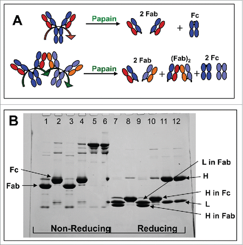 Figure 4. A: Schematic of the expected fragments resulting from papain digestion of IgG1 monomer and dimer associated via 2 Fab domains, one from each monomer. B: SDS-PAGE for the intact and the papain-digested fragments of mAb-PFM monomer and HMW species under the non-reducing (lanes 1–6) and the reducing (lanes 7–12) conditions. The fragments in the digests were fractionated by protein A column. Lanes 1 and 7: The protein A column flow-through fraction of the digested mAb-PFM monomer. Lanes 2 and 8: The protein A column eluted (Fc containing) fraction of the digested mAb-PFM monomer. Lanes 3 and 9: The protein A column flow-through fraction of the digested mAb-PFM HMW species. Lanes 4 and 10: The protein A column eluted fraction of the digested mAb-PFM HMW species. Lanes 5 and 11: Intact mAb-PFM monomer. Lanes 6 and 12: Intact mAb-PFM HMW species. The band identifications are as indicated in the figure. Invitrogen Novex Tris-Glycine 4–20% acrylamide gradient gel was used and the protein bands were stained with 0.05% Coomassie.