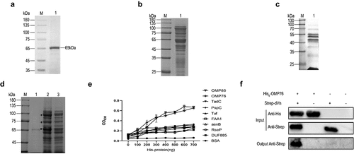 Figure 1. Screening for R. anatipestifer OMPs that interact with dVn. (a) SDS-PAGE detection of purified dVn. Lanes: M, molecular weight marker; 1, purified dVn. (b) OMPs of R. anatipestifer RA-YM were detected by SDS-PAGE and mainly were in the range of 20–120 kD. (c) Identification (by far-western blot) of OMPs of R. anatipestifer RA-YM that interact with dVn. (d) Pull-down with dVn of OMPs of the RA-YM strain by SDS-PAGE. Lanes: 1, purified dVn; 2, dVn pull down of OMPs; 3, negative control. (e) ELISA validation of His-tagged OMPs that interact with dVn. (f) Western blot validation of His6-OMP76 pull down using Strep-dVn. Three independent experiments were conducted and a representative experiment is shown here. The nature of data points belongs to biological repetition.