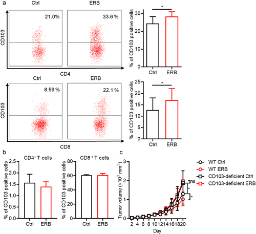 Figure 4. The ERB-induced antitumor effect is dependent on CD103.