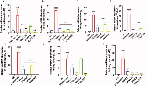 Figure 8. LKZP regulated the expression level of inflammation-related genes. The mRNA expression of IL-33, ST2, IL-4, IL-5, IL-13, TNF-α and IFN-γ in the lung tissues were detected by qPCR. (A) mRNA expression of IL-33; (B) mRNA expression of ST2; (C) mRNA expression of IFN-γ; (D) mRNA expression of TNF-α; (E) mRNA expression of IL-4; (F) mRNA expression of IL-5; (G) mRNA expression of IL-13. The data are presented as the mean ± SEM. n = 5 mice/group. #p < 0.05; ##p < 0.01; ###p < 0.001 vs. control group. *p < 0.05; **p < 0.01; ***p < 0.001 vs. OVA/saline group.