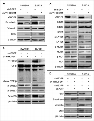 Figure 6. YTHDF2 knockdown promotes EMT through up-regulating of the total YAP expression. (A) Knockdown of YTHDF2 in SW1990 and BxPC3 cells induced EMT, as detected by increases in Vimentin, Snail and a decrease in E-cadherin. (B) Knockdown of YTHDF2 down-regulated the mature TGF-β, Smad2/3, p-Smad2. (C) Knockdown of YTHDF2 down-regulated the LATS1, p-LATS1, MOB1, p-MOB1 and up-regulated the YAP, p-YAP. (D) Knockdown of YAP in stable cell lines-SW1990 and BxPC3 cells up-regulated the E-cadherin and down-regulated the YAP, Vimentin and Snail. β-Tubulin was used as a loading control. Data are expressed as mean ± SD. The results are representative of three independent experiments.