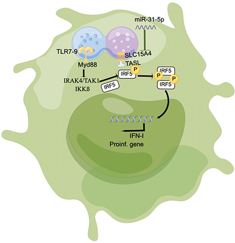 Figure 6 Schematic showing that miR-31-5p targets SLC15A4 in pDCs of SLE, negatively regulating IFN-I production.