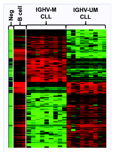 Figure 3. Heat-map showing the global differential DNA methylation profile distinguishing IGHV-mutated (IGHV-M) from IGHV-unmutated (IGHV-UM) CLL. Adapted from Cahill et al. 2012. Neg: whole genome amplified negative control, B-cell: aged-matched normal B cells.Citation42
