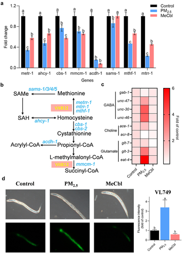 Figure 3. Effects of MeCbl on the mRNA levels of genes related with cobalamin metabolism and neurotransmitters in C. elegans exposed to PM2.5. (a) Levels of Met/SAM cycle genes affected by PM2.5 and MeCbl. (b) Cartoon of VitB12-related metabolic pathways in C. elegans. (c) Effect of MeCbl on neurotransmission-related gene expression in nematodes exposed to PM2.5. Relative gene expressions were normalized to act-1 gene. (d) Fluorescent photographs and relative fluorescence intensity of Pacdh1:GFP transgenic animals (VL749 strain) when exposed to PM2.5 with or without MeCbl treatment. The acyl-CoA dehydrogenase acdh-1 is a well-established sensor gene for B12 levels, and a lower B12 level triggers higher expression of acdh-1. Values indicated by the bars with different letters are significantly different (p < .05, one-way ANOVA).