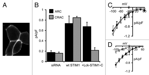 Figure 2. Expression of the Lck-STIM1-C construct in HEK293 cells. (A) Representative live confocal image of cells expressing the Lck-STIM1-CT construct bearing a C-terminal eGFP-tag. (B) Mean (± SE) AA-activated ARC channel currents (black) and store-operated CRAC channel currents (gray) measured at -80 mV in siRNA-treated cells (siRNA), and in the same cells following expression of an siRNA-resistant wild-type STIM1 (+wt STIM1) or the siRNA-resistant Lck-STIM1-C construct (+Lck-STIM1-C). (C) Mean (± SE) I/V curves for the ARC channels (black) and CRAC channels (gray) in the siRNA-treated cells expressing the wild-type STIM1, and (D) the corresponding I/V curves for the ARC channels and CRAC channels in the siRNA-treated cells expressing the Lck-STIM1-C construct.